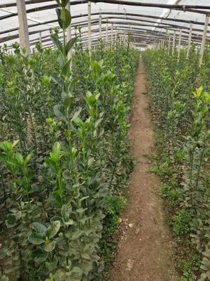 北海道黃楊在綠化中的應用與管理——以青州北海道黃楊基地為例