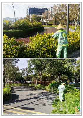 深圳灣休閑帶園區綠化管養工作情況匯總（12月1日-12月10日）